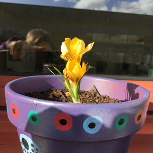 les_premiers_crocus_